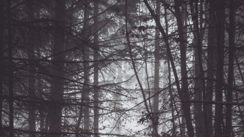 Forest, Trees, Fog, HD Walllpapers