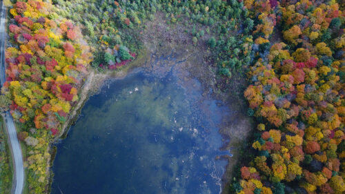 Forest, Trees, Lake, HD Walllpapers