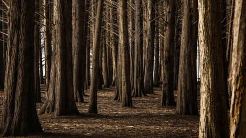 Forest, Trees, Nature, HD Walllpapers
