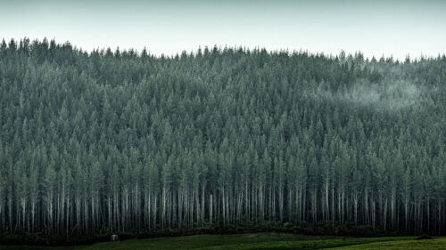 Forest, Trees, Pines, HD Walllpapers (2)