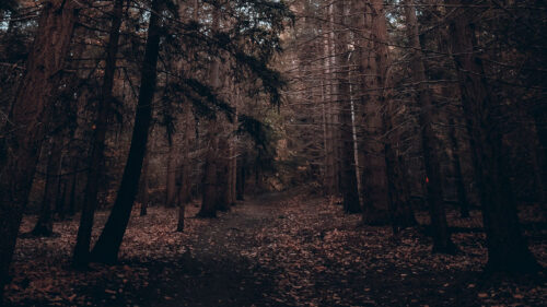 Forest Trees Pines HD Wallpapers Free Download (1)