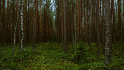 Forest Trees Pines HD Wallpapers Free Download (3)