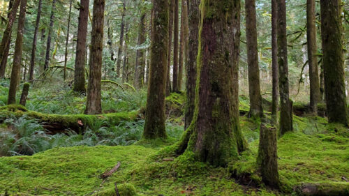 Forest Trees Pines HD Wallpapers Free Download (4)