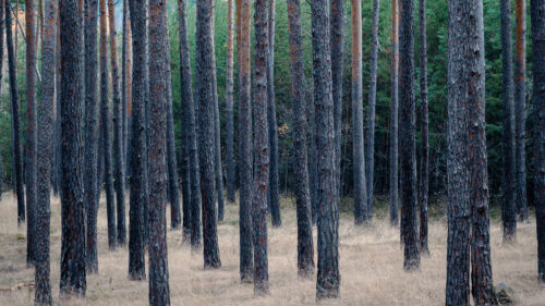 Forest Trees Pines HD Wallpapers Free Download (5)
