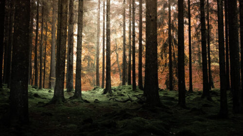 Forest Trees Pines HD Wallpapers Free Download (6)