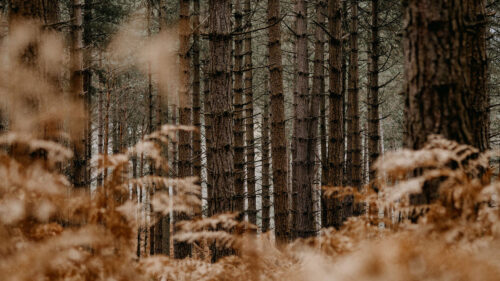 Forest Trees Pines HD Wallpapers Free Download (7)