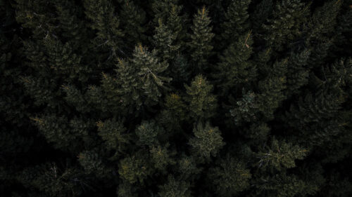 Forest Trees Pines HD Wallpapers Free Download (8)