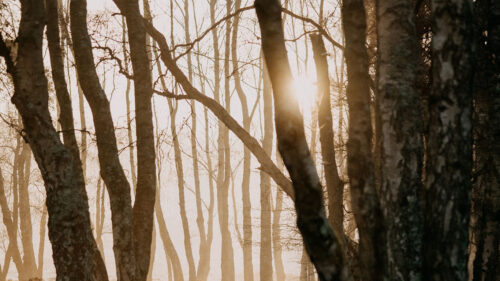 Forest, Trees, Sunlight, Wallpapers Free Download