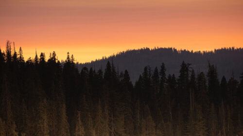 Forest, Trees, Sunset, HD Wallpapers Free Download