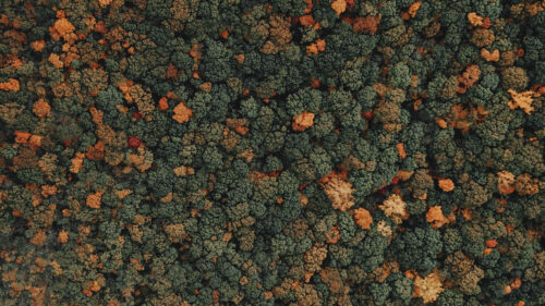 Forest, Trees, Top, View, HD Wallpapers Free Download