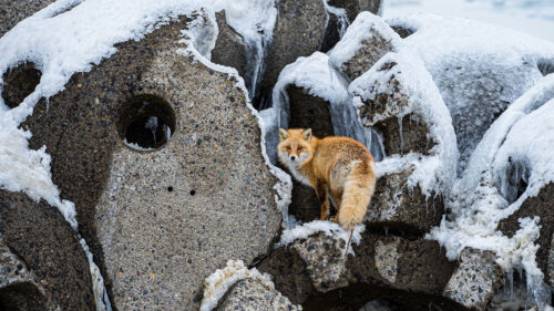 Fox, Animal, Red, HD Wallpapers Free Download