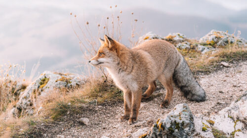 Fox, Glance, Animal, HD Wallpapers Free Download