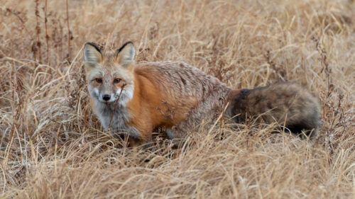 Fox, Grass, Animal, HD Wallpapers Free Download