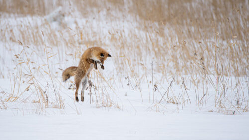 Fox, Jump, Hunting HD Wallpapers Free Download