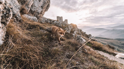 Fox, Rocks, Grass, HD Wallpapers Free Download