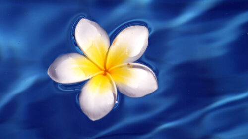 Frangipani, Flower, Water, HD Wallpapers Free Download