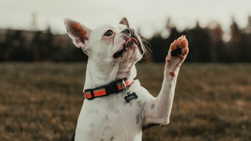 French, Bulldog, Dog, Pet, HD Wallpapers Free Download (2)