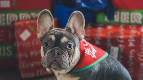 French, Bulldog, Dog, Pet, HD Wallpapers Free Download (3)