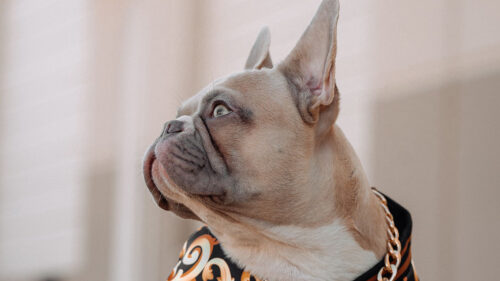 French, Bulldog, Dog, Pet, HD Wallpapers Free Download