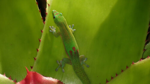 Gecko, Lizard, Green, HD Wallpapers Free Download