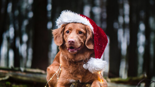 Golden, Retriever, Dog, Hat, HD Wallpapers Free Download