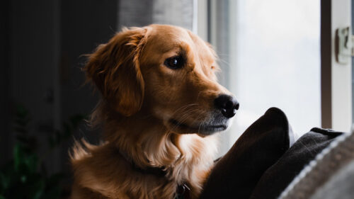 Golden, Retriever, Dog, Pet, HD Wallpapers Free Download