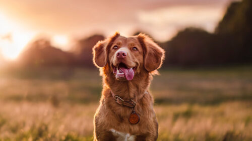 Golden, Retriever, Dog, Protruding, Tongue, HD Wallpapers Free Download