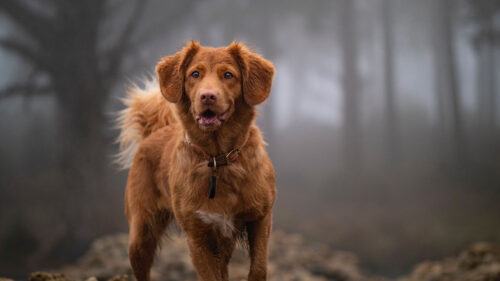 Golden Retriever, Retriever, Dog Wallpapers Free Download