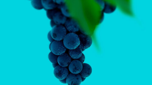 Grapes, Bunch, Berries, HD Wallpapers Free Download