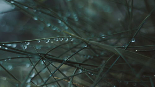 Grass, Dew, Wet, HD Wallpapers Free Download