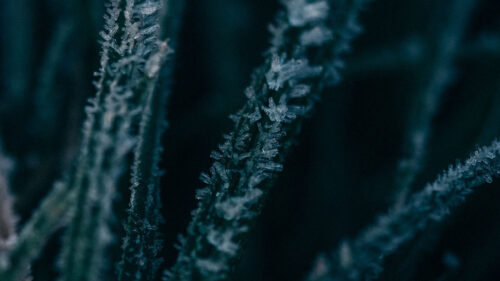 Grass, Ice, Macro, HD Wallpapers Free Download