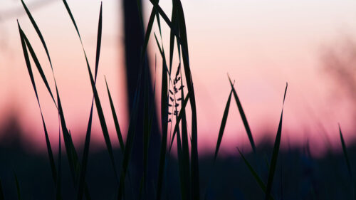 Grass, Macro, Dusk, HD Wallpapers Free Download