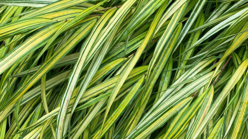 Grasses, Green, Macro, HD Wallpapers Free Download