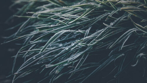 Grasses, Ice, Frozen, HD Wallpapers Free Download