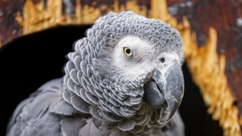Gray, African Parrot, Parrot, Bird HD Wallpapers Free Download