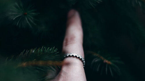 Hand, Branches, Spruce, HD Wallpapers Free Download