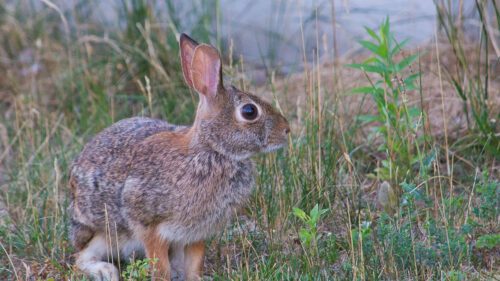 Hare, Animal, Gray, HD Wallpapers Free Download