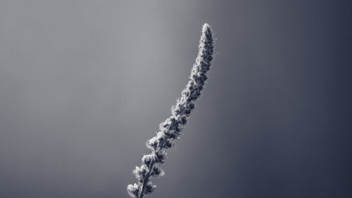 Herbarium, Plant, Inflorescence, Wallpapers Free Download