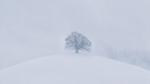 Hill, Tree, Snow, Wallpapers Free Download