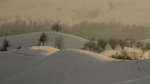 Hills, Trees, Snow Wallpapers Free Download