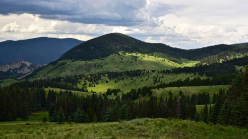 Hills, Trees, Spruce, Wallpapers Free Download