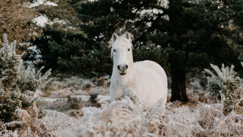Horse, Animal, White Wallpapers Free Download