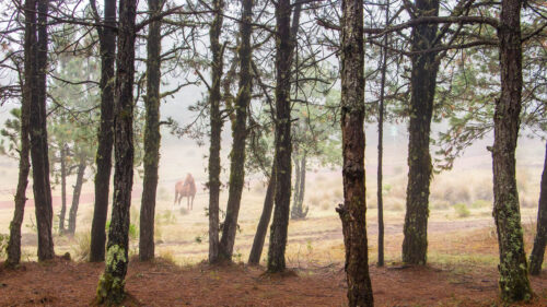 Horse, Forest, Trees Wallpapers Free Download