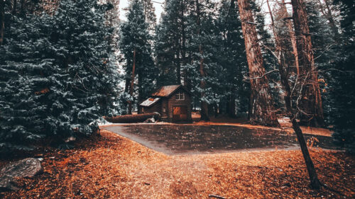 House, Trees, Forest, Wallpapers Free Download