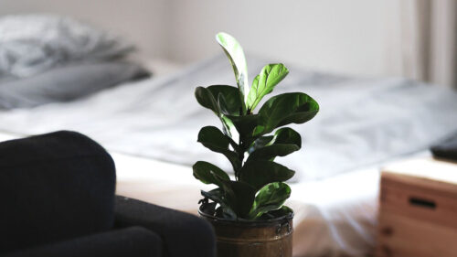 Houseplant, Room, Interior, Wallpapers Free Download