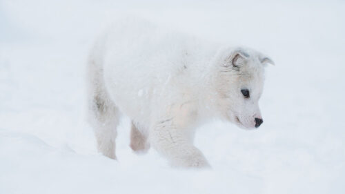 Husky, Puppy, Dog Wallpapers Free Download