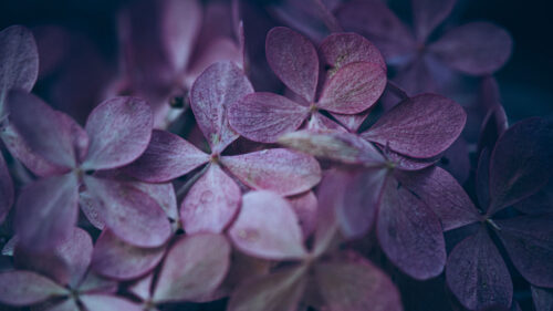 Hydrangea, Flowers, Macro Wallpapers Free Download