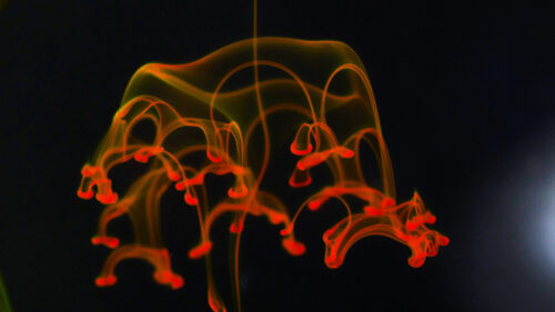 Ink, Clot, Liquid Wallpapers Free Download (2)