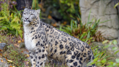 Irbis, Snow, Leopard, Animal, Wallpapers Free Download