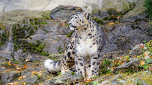 Irbis, Snow, Leopard, Big, Cat Wallpapers Free Download